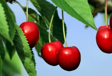 Die Früchte des Kirschenbaums